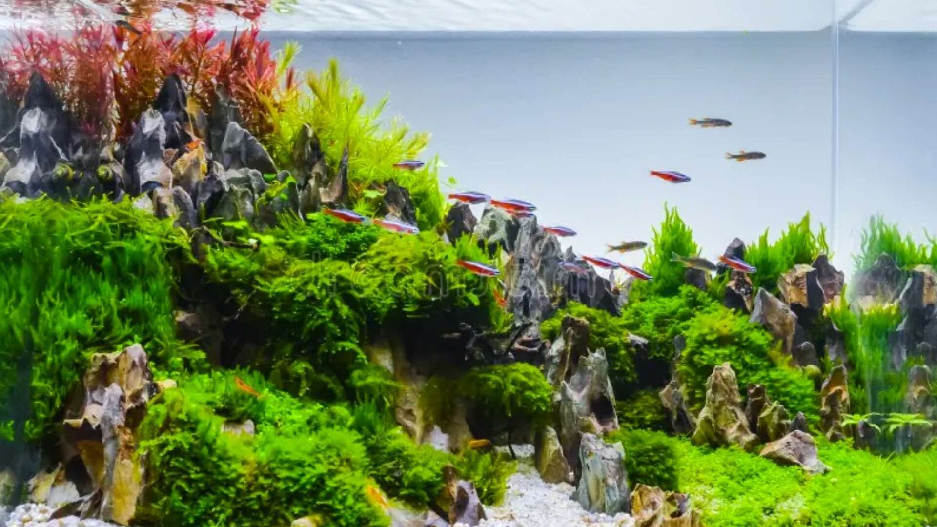 Hafiz 3D Aquarium