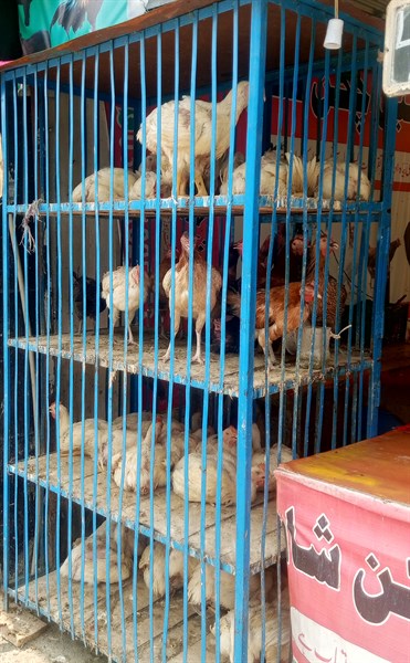 Shaheen Chicken shop