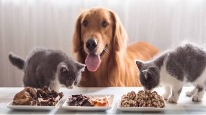 The Pets Love