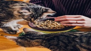 The Pets Love
