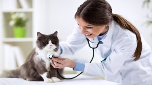 Petchester 