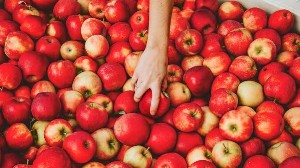 Federation Sabzi Fruit & Chicken Shop