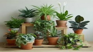 Tabish Nursery Farm