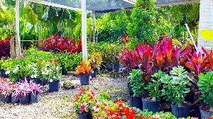 Tabish Nursery Farm