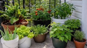 Tabish Nursery Farm