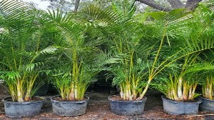 Tabish Nursery Farm