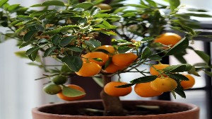 Tabish Nursery Farm