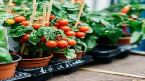 Tabish Nursery Farm