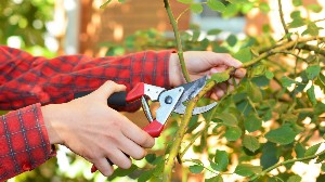 Zulfiqar Gardener PWD