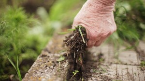 Zulfiqar Gardener PWD