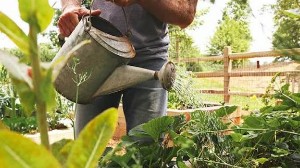 Zulfiqar Gardener PWD