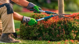 Asad Gardener PWD