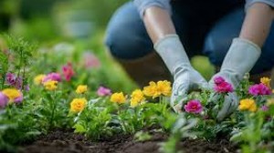 Asad Gardener PWD