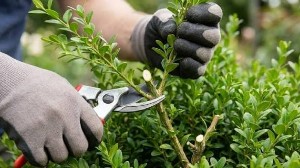 Asad Gardener PWD