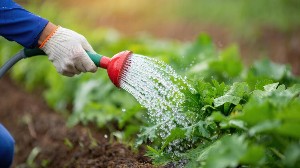 Asad Gardener PWD