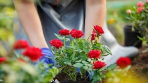Asad Gardener PWD
